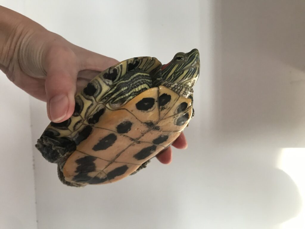 Красноухая черепаха (Trachemys scripta elegans) относится к семейству пресноводных черепах. На фото виден пластрон — нижняя, брюшная часть панциря.