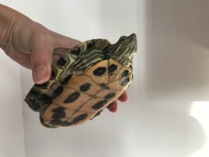 Красноухая черепаха (Trachemys scripta elegans) относится к семейству пресноводных черепах. На фото виден пластрон — нижняя, брюшная часть панциря.