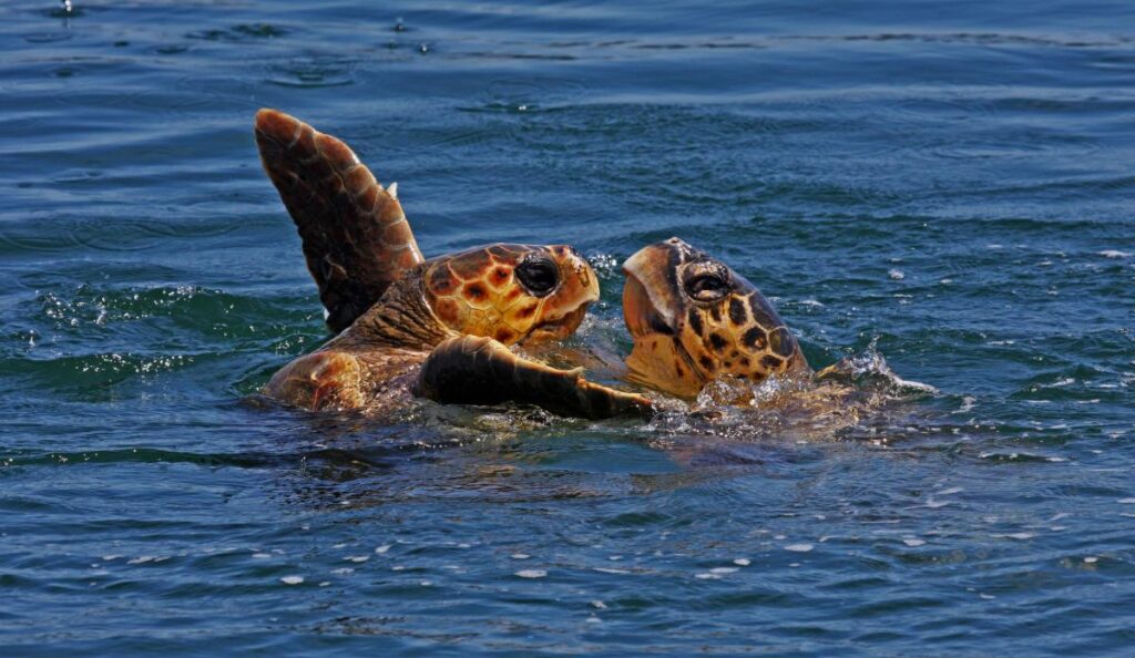 Логгерхеды, или головастые морские черепахи (Caretta caretta), во время брачного ритуала в Амбракийском заливе, Греция.