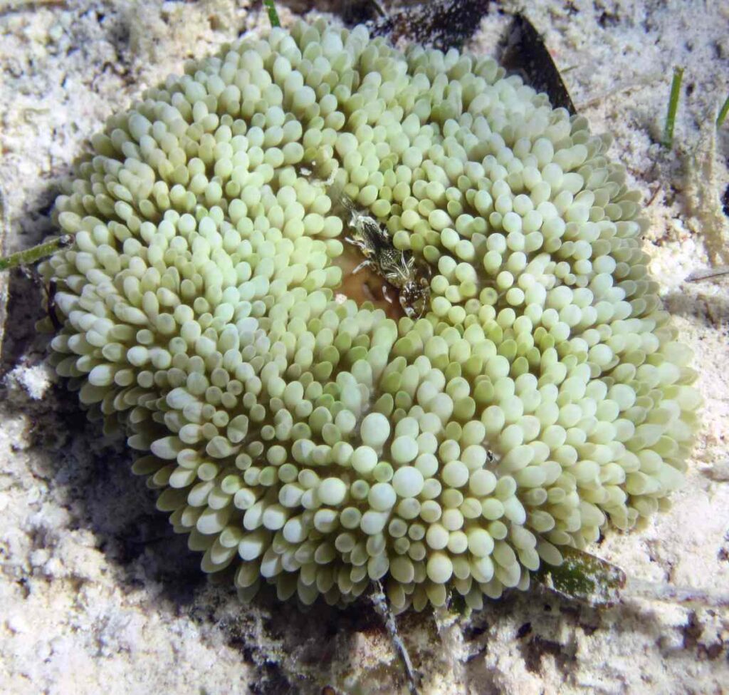 Ковровая актиния Stichodactyla helianthus, обитатель Карибского моря. Её щупальца покрыты микроскопическими стрекательными клетками. Ими актиния жалит добычу и защищается. Внутри нее преспокойно сидит креветка. Этой креветке хоть бы что, она в симбиозе с морским цветком… 