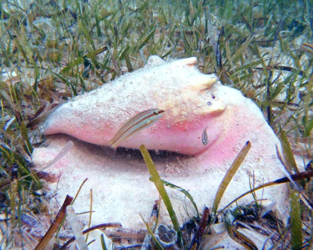 Ламби на морском дне
