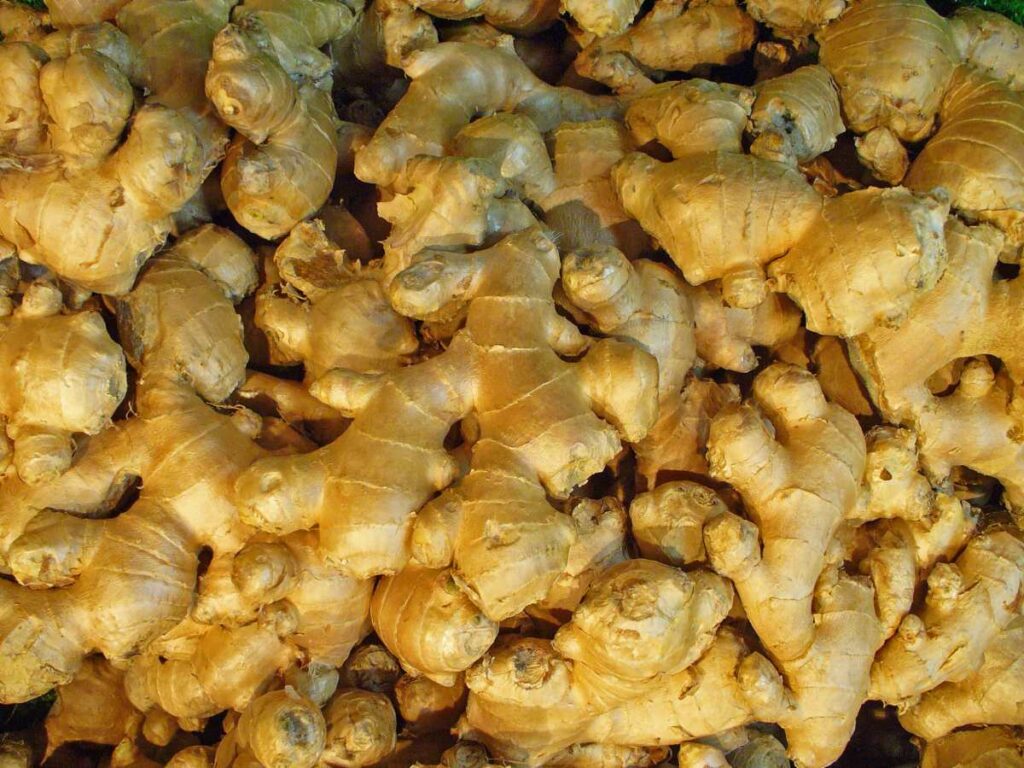 Корневище имбиря аптечного (Zingiber officinale), семейство Имбирные (Zingiberaceae). 
