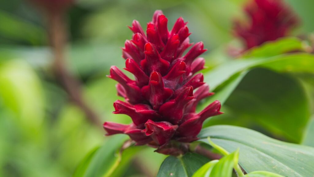 Цветок имбиря аптечного (Zingiber officinale). 