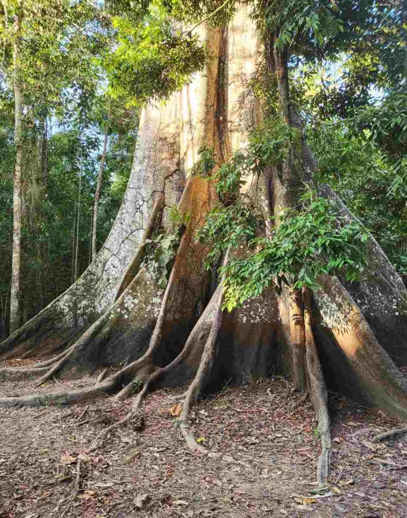 Сейба (Ceiba pentandra), Перу. 