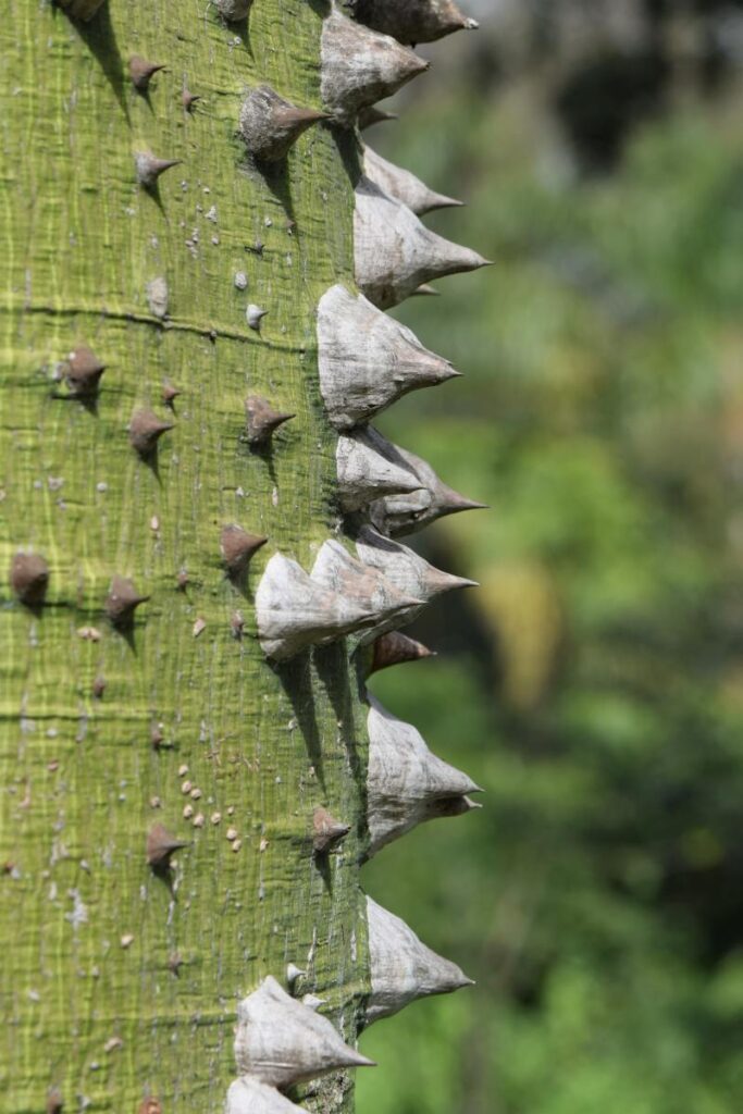 Сейба великолепная (Ceiba speciosa) в ботаническом саду Лиссабона, Португалия. 