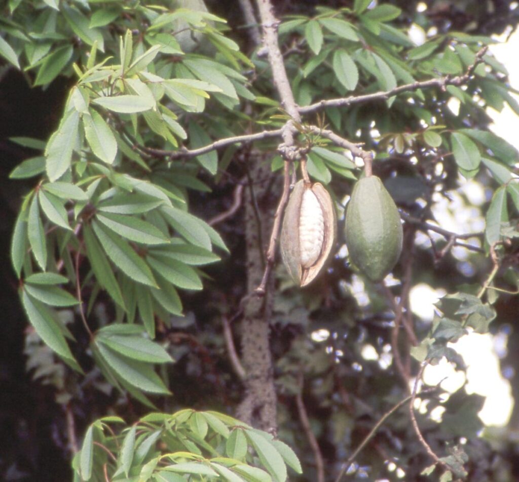 Капоковое дерево, или сейба пятилистная (Ceiba pentandra), с раскрывшимся плодом, из которого видны волокна капока; сады дворца на Мадейре, Португалия. 